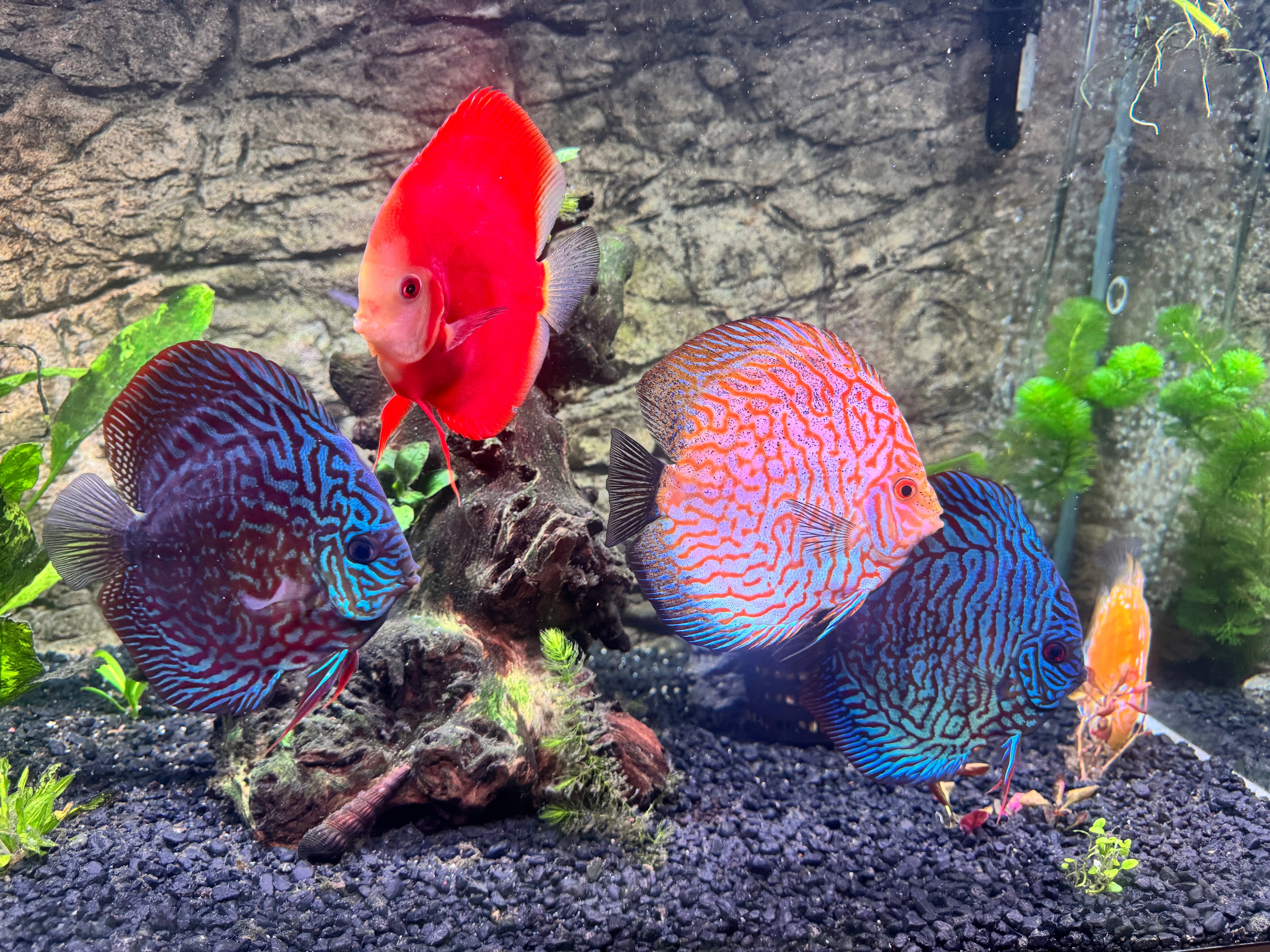 KMD Proven Breeding Pair