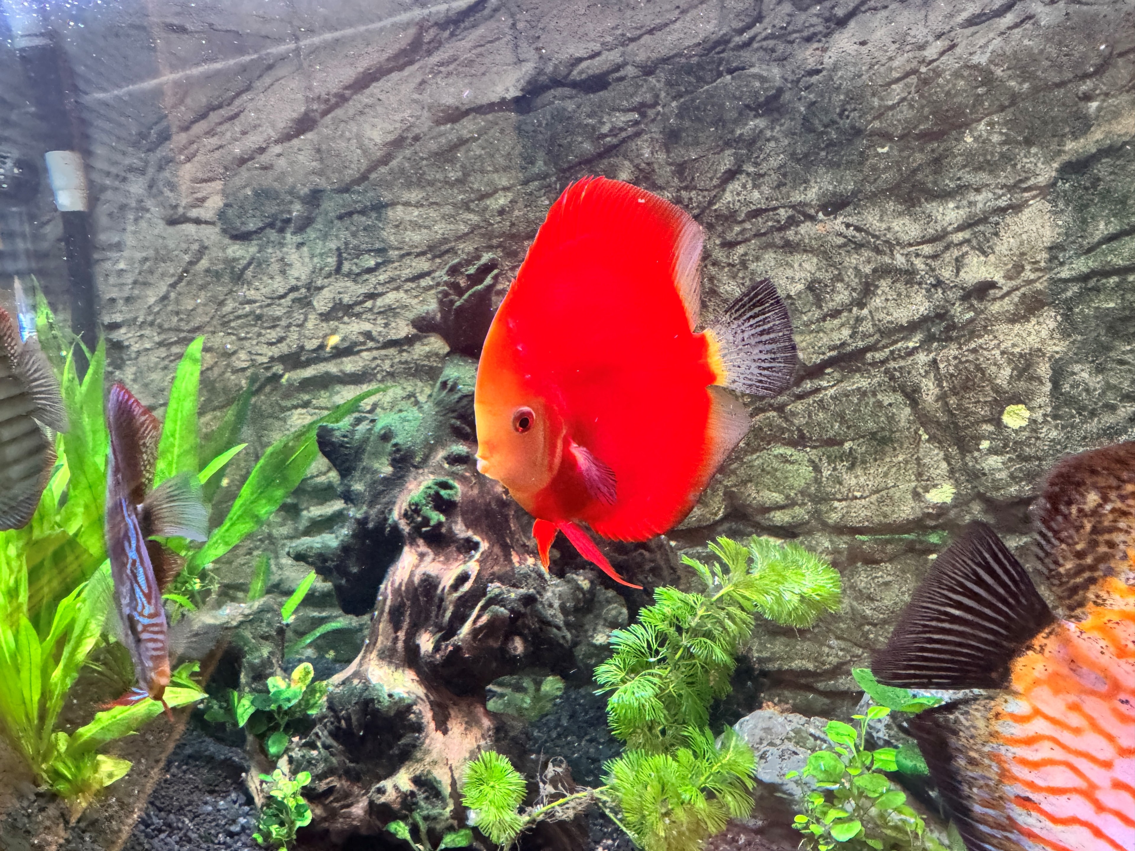 Red Melon Discus